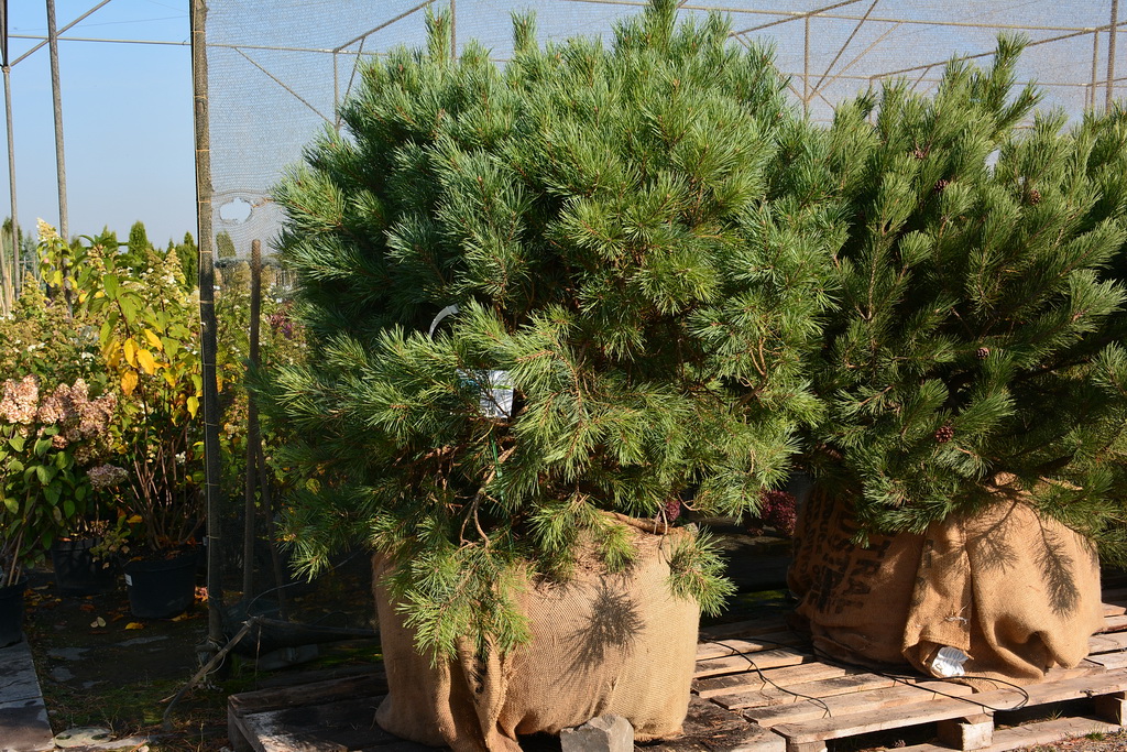 Pinus sylvestris `Watereri`_2020.10.01 (6).JPG